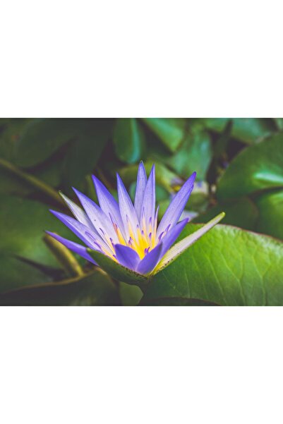 variegataseeds water lily nilüfer tohumu mor 10 adet