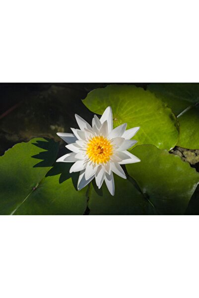 variegataseeds water lily nilüfer tohumu beyaz 10 adet