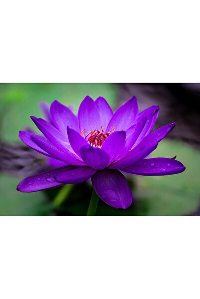 variegataseeds water lily nilüfer tohumu mor 10 adet