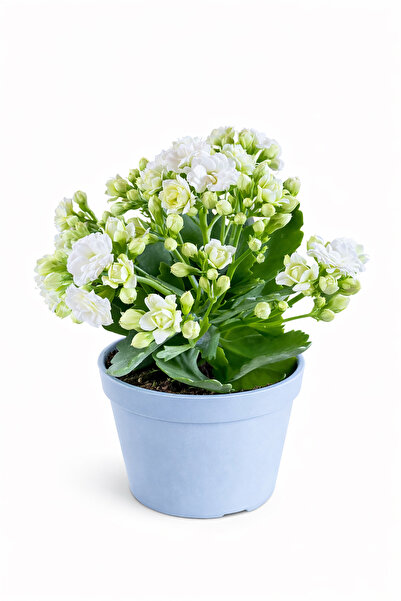 Ernaz Bitki Dünyası Kalanşo Çiçeği (Kalanchoe) Beyaz | Renkli Çiçekli Salon B...
