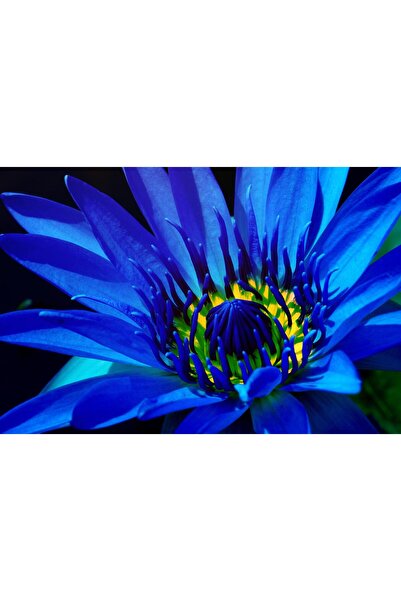 variegataseeds Water lily nilüfer tohumu mavi 10 adet