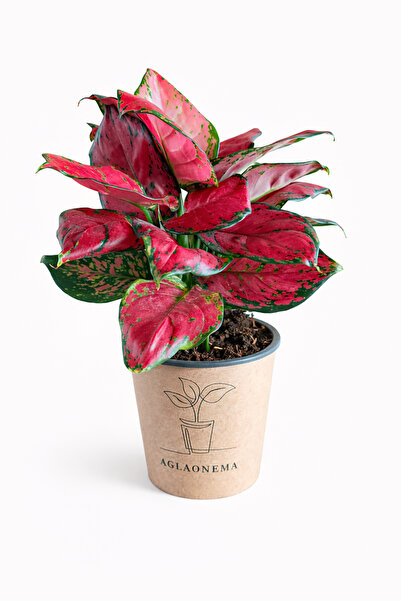 ERNAZ Aglaonema Red Valentine (Çin Herdemyeşili) | Ev & Ofis Bitkisi | 20-15 ...