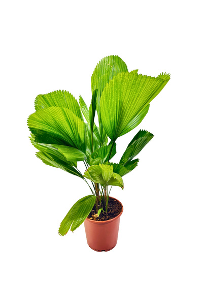 ERNAZ Licuala Grandis Yelpaze Palmiyesi | 19 cm Saksı | 80–100 cm Dekoratif İ...