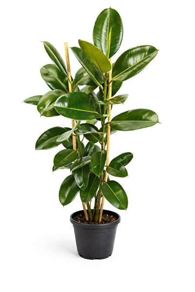 Ernaz Bitki Dünyası Ficus Elastica ‘Robusta’ Yeşil Yapraklı Kauçuk Bitkisi | ...