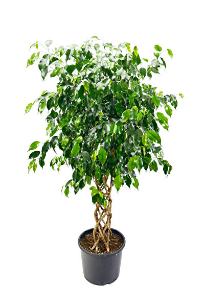 ERNAZ Ficus Benjamin Danielle Yeşil Yapraklı | Kafes Örgülü | 140–150 cm Deko...