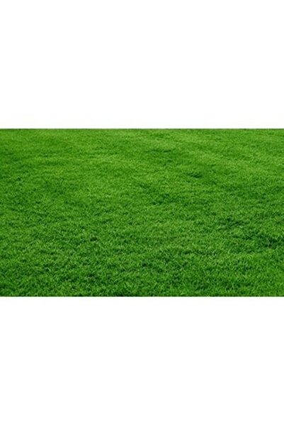 Bermuda Grass Grass Seed (Special for Dry and Dehydrated Areas) 250 Gr