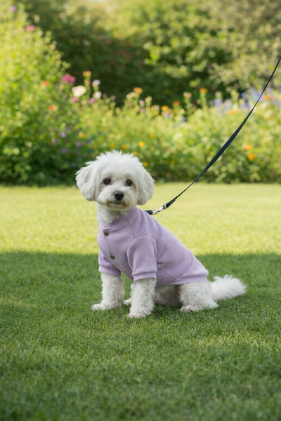 PATİLİNKA Kedi - Köpek Kaşkorse Esnek Mevsimlik Ceket - Mont - Yağmurluk - Ye...