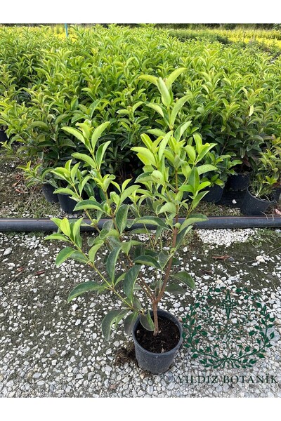 YILDIZ BOTANİK Parlak Yapraklı Kartopu Fidanı Çit Bitkisi Viburnum Lucidum 60-70 CM