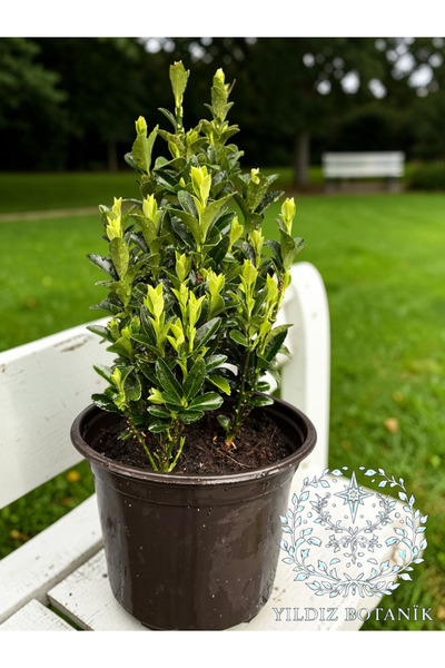 YILDIZ BOTANİK Sütun Taflan Yarı Bodur Çit Bitkisi Roket Şimşir Fidanı Green ...