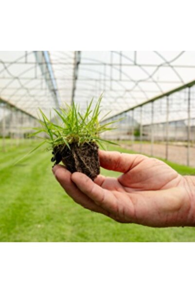 Gülgün Peyzaj Zoysia Çim Fidesi MG Turkzoy İnce Yapraklı 420 Adet 70'lik Viol...