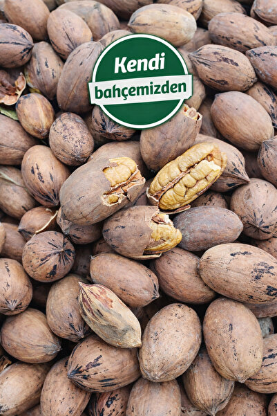 Domat Pikan Ceviz Jumbo Oval Tip 1kg.