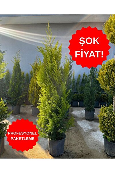 Limoni Servi