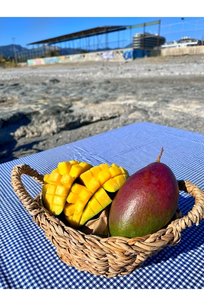 ALANYADAN TROPİKAL 1 Adet Mango Meyve Yerli Dalından 450 - 550 GR Arası