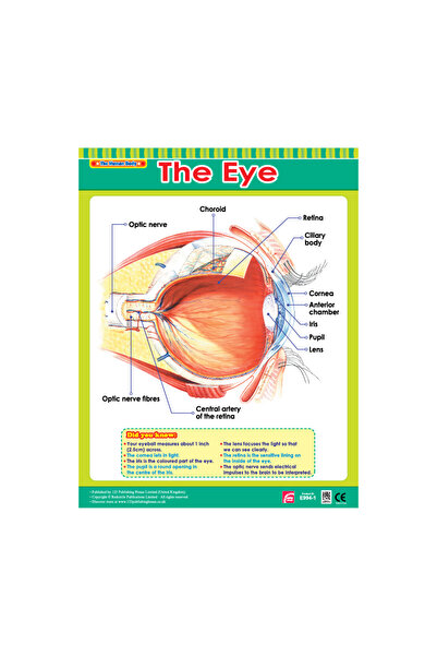 123Publishing House لوحة جدارية بعنوان "العين" باللغة الإنجليزية