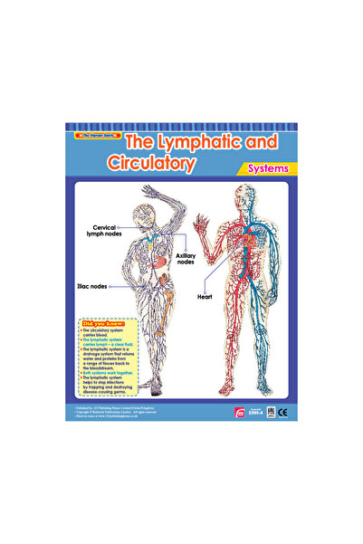 123Publishing House الجهاز اللمفاوي والدوري - مخطط حائط باللغة الإنجليزية