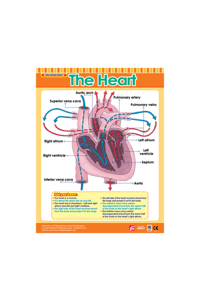123Publishing House القلب - لوحة جدارية باللغة الإنجليزية