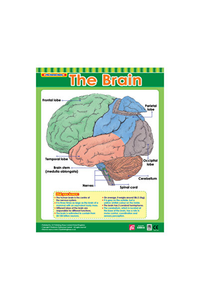 123Publishing House مخطط الدماغ - لوحة جدارية باللغة الإنجليزية