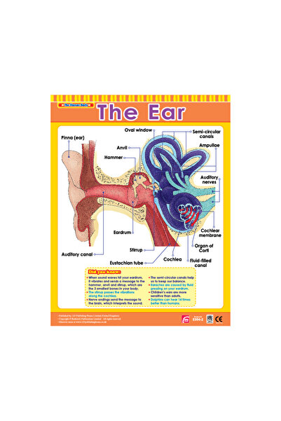 123Publishing House مخطط حائط للأذن باللغة الإنجليزية