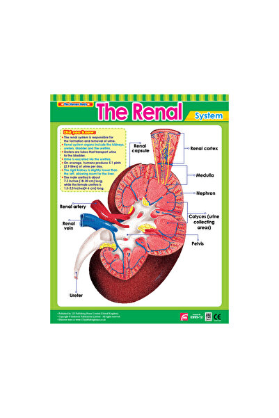 123Publishing House مخطط جداري للكلى باللغة الإنجليزية