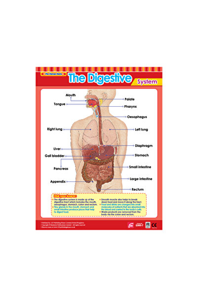 123Publishing House الجهاز الهضمي - لوحة جدارية باللغة الإنجليزية