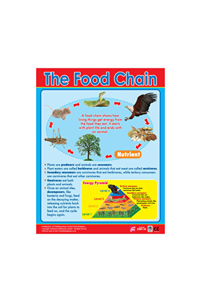 123Publishing House سلسلة الغذاء - مخطط حائط باللغة الإنجليزية