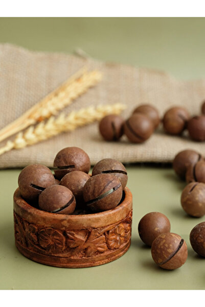 DİĞER1111 MACADAMIA ( MAKADEMYA ) FINDIK FİDANI ( 80 - 100 CM ) - AÇIK KÖK