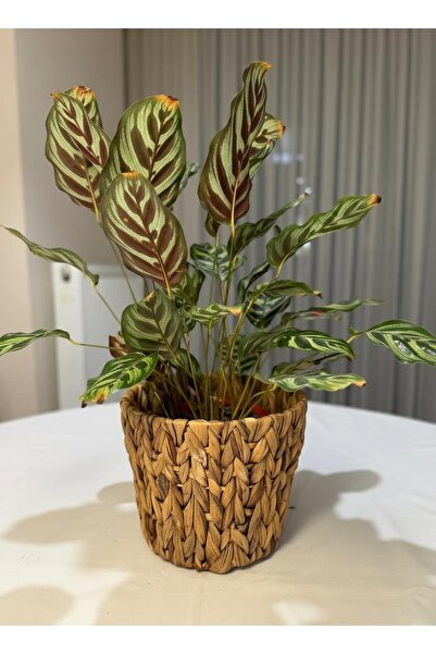 BALSA Hasır Saksı Sepeti Oval