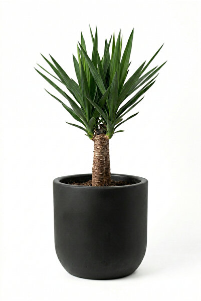 Store BETON SAKSI 6LT 24X24