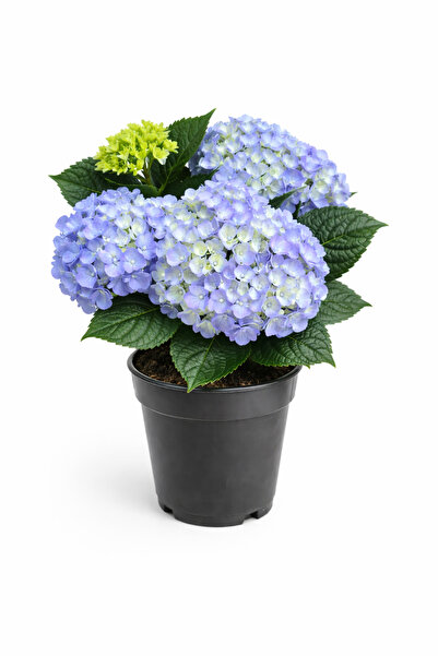 Ernaz Bitki Dünyası Ortanca (Hydrangea Macrophylla) Mavi Renk | 35-40 Cm 14 C...