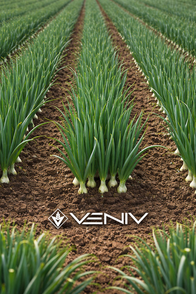VENİV 100 Adet Yeşil Soğan Tohumu