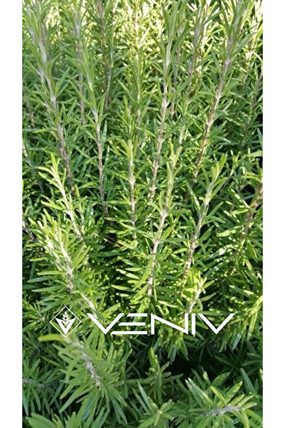 VENİV 40 Adet Kekik / Zahter Tohumu