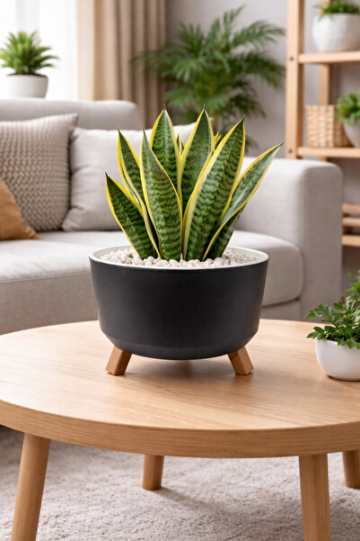 Binbirreyon Saksı Tripod Üç Ayaklı Saksı Drenajlı İç Gövdeli 22x12,5cm 2,25Lt...