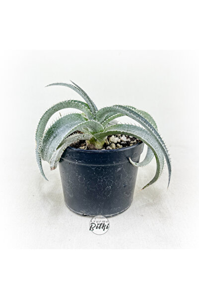 Gurme Bitki Dyckia Marnier-Lapostollei (8.5 cm Saksıda) Bromeliad Kaktüs Suku...