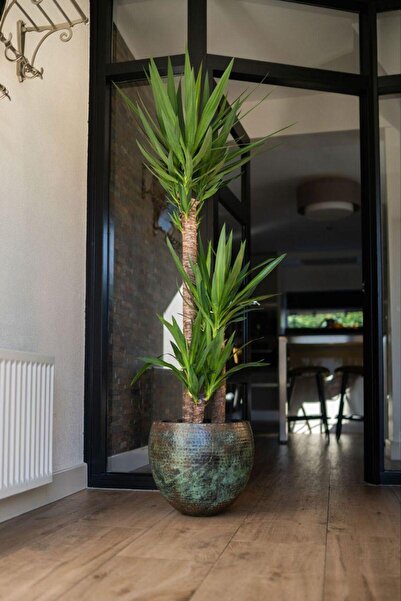 PMA PEYZAJ YUCCA BİTKİSİ