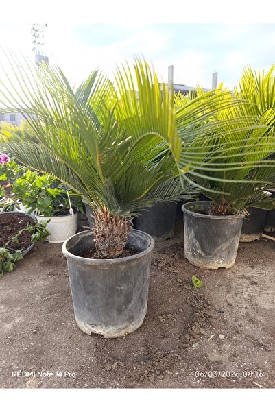 bitkidünyam Cycas Revoluta Sago Palmiyesi - Tropikal Formlu Canlı Salon Bitki...