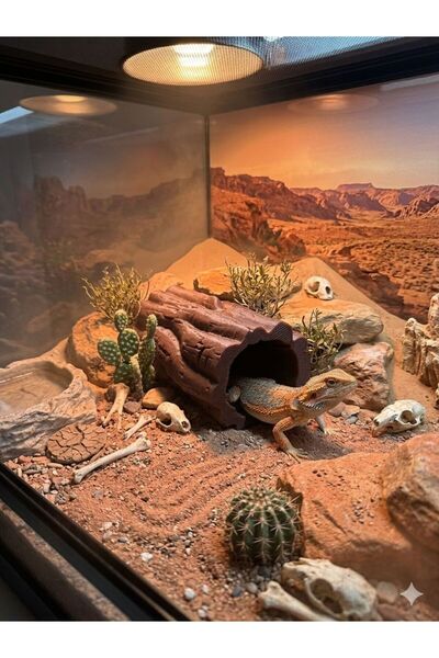 VİONEL Daire Kütük Sürüngen Teraryum Kütük Mağara – Reptile Saklanma Alanı (K...