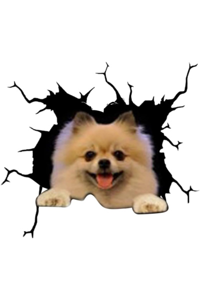 MaffStuff Decorative wall sticker Dog modern design 30x30 cm Pomeranian MaffS...