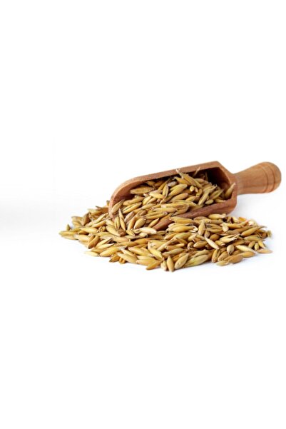 BFHOME Yulaf 1 kg Tane Yulaf Doğal Yulaf Katkısız Yulaf Tohumu