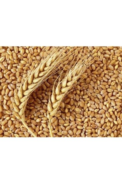 BFHOME Buğday Organik 250 gr Tavuk,kaz,hindi, Güvercin Ve Her türlü Kanatlı H...