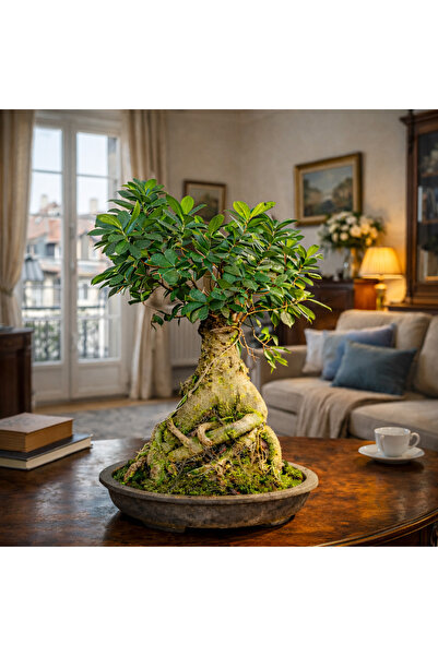 bitkidünyam Ficus Ginseng Bonsai Canlı Bitki - Özel Formlu Dolgun Gövdeli Dek...