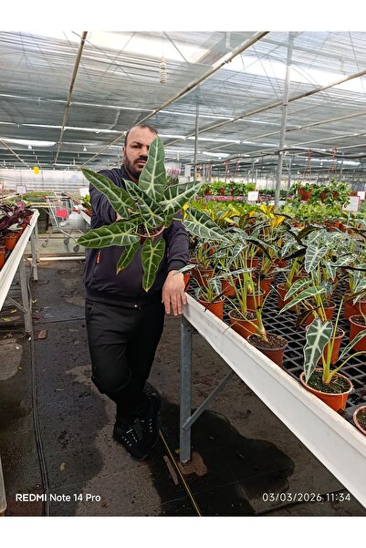 bitkidünyam Alocasia Polly Fil Kulağı Canlı Salon Bitkisi – Dekoratif Nadir T...