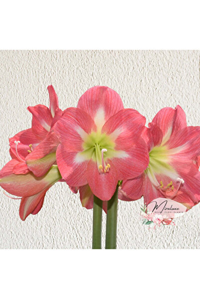 Miracle Garden Bulb Amarilis Cape Horn