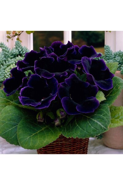 Miracle Garden Bulb Gloxinia Violacea