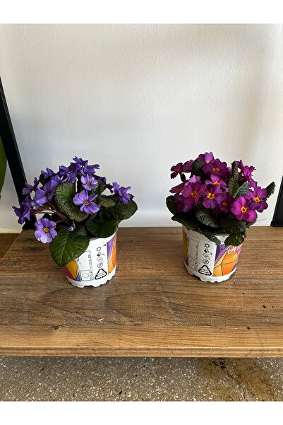 ERG Peyzaj ÇUHA ÇİÇEĞİ