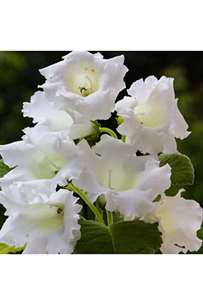 Miracle Garden Gloxinia Mont Blanc