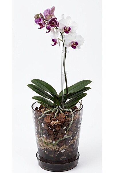 Alika Tekstil ve Ev Gereçleri Orkide Saksısı, 1,5 Litre Kristal Orkide Saksı