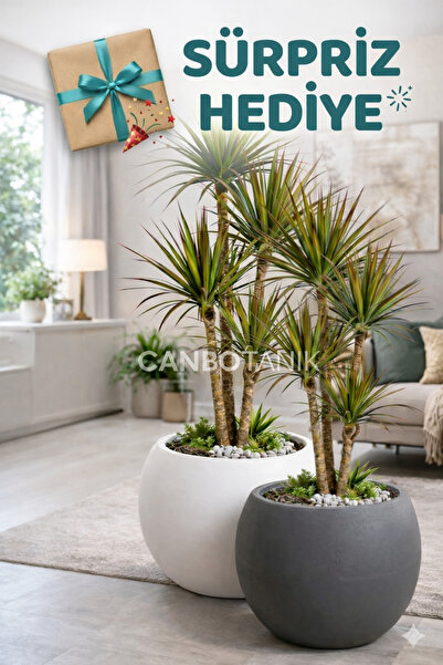 CANBOTANİK Salon Saksı 2 Lİ Saksı Küre Model Saksı 20 cm 9 Litre Antrasit ve ...