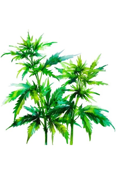 OEM Autocolant decorativ, frunze, verde