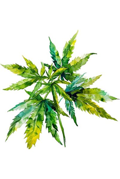 OEM Decorative Sticker, Leaves, Green