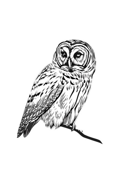 OEM Autocolant decorativ, Bufniță, Alb, 73 cm